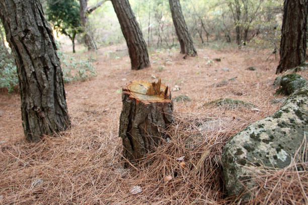 Best Tree and Shrub Care  in Baiting Hollow, NY