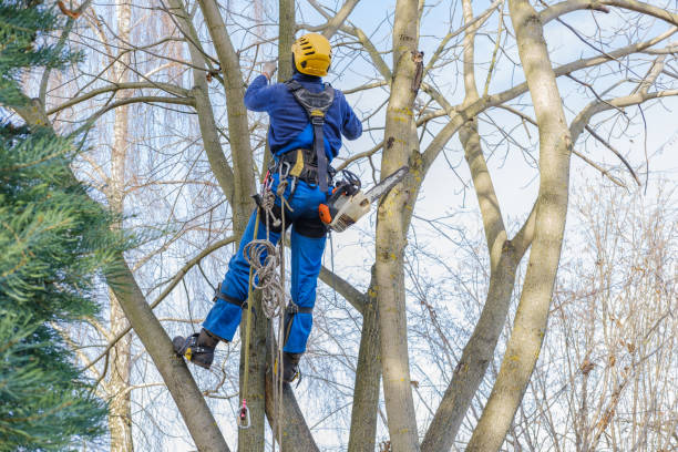 Best Tree Removal  in Baiting Hollow, NY