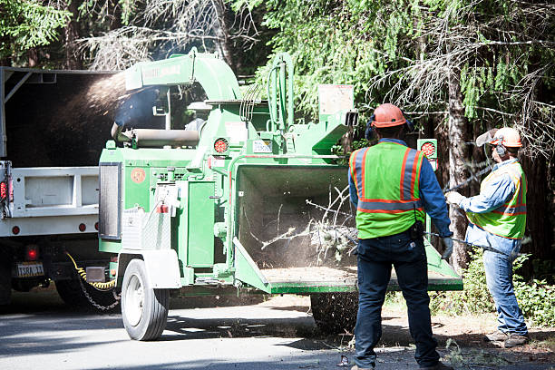 How Our Tree Care Process Works  in  Baiting Hollow, NY