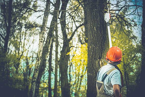 Reliable Baiting Hollow, NY Tree Care Solutions